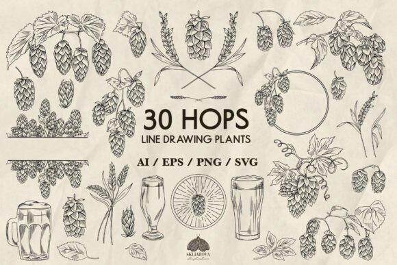 Hops Plant Line Drawing: A Versatile SVG & PNG Set